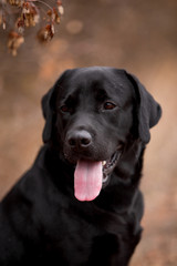 Labrador dog breed in the autumn field