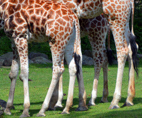 The giraffe (Giraffa camelopardalis) is an African even-toed ungulate mammal, the tallest of all extant land-living animal species, and the largest ruminant. © Daniel Meunier