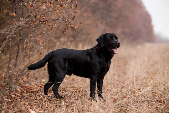 Labrador dog breed in the autumn field