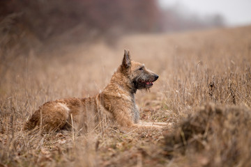 Dog breed Belgian Shepherd Lackenois running in the field Lakenua