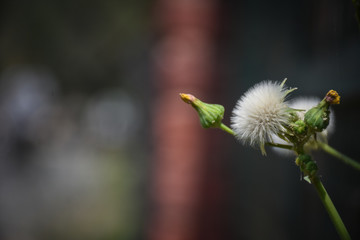 beautiful white flower white shallow depth of field 