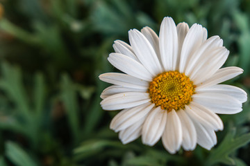 Obraz premium Nahaufnahme Margerite