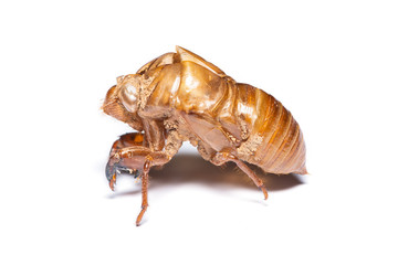 Close-up photo of empty cicada shell isolated on white background