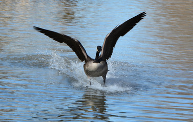 Canada Goose