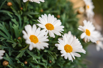 Margeriten Blumen - Frühlingsblumen