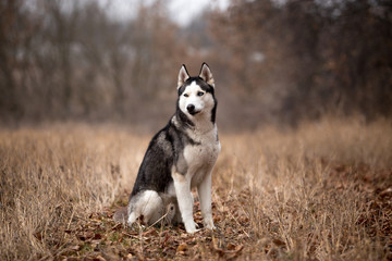 Obraz premium Husky breed dog in the autumn field
