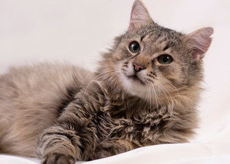 cat on white background