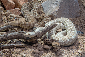 Two Santa Catalina Rattlesnakes Coiled Together