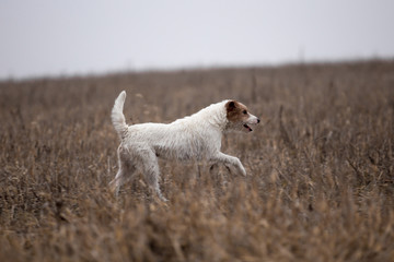 Jack Russell Terrier breed dog runs in the field