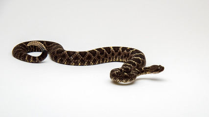 Arizona Black Rattlesnake Isolated on a White Background