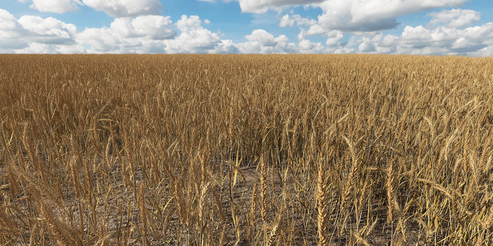 3d render of a dry field of wheat