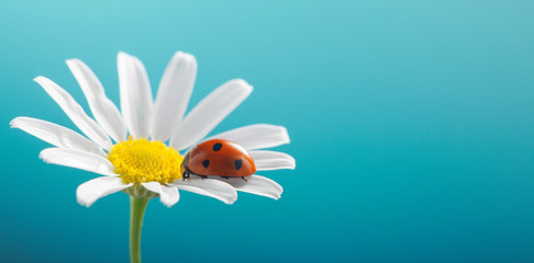 ladybird on camomile flower © Chepko Danil