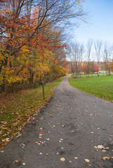 Obraz premium Fall Trees