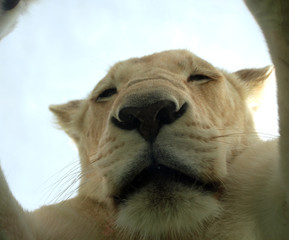 White lion is a rare color mutation of the lion. Until 2009 when the first pride of white lions was...