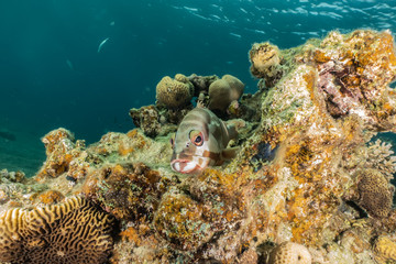 Fish swim in the Red Sea, colorful fish, Eilat Israel