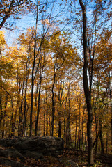 Fototapeta premium Fall Trees