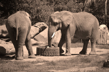 African elephants are elephants of the genus Loxodonta. The genus consists of two extant species:...