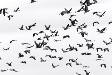 Obraz na płótnie Canvas Sandhill crane migration; near Kearney, Nebraska