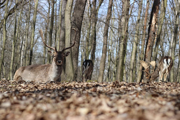 European Fallow Deer in the forest