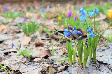 snowdrops