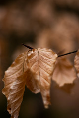 Brown autumn leaves on tree in forest with shallow depth of field 