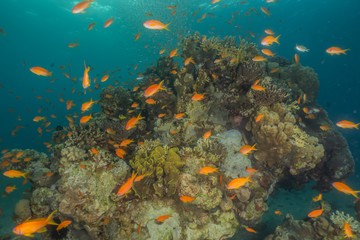 Naklejka na ściany i meble Fish swim in the Red Sea, colorful fish, Eilat Israel