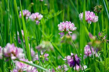 Flower in the meadow close-up. On meadow on a sunny day. Wildlife pattern of flowering plants on a meadow.