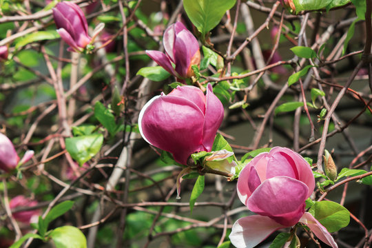 purple magnolia blossom. beautiful nature background in sunny springtime weather.