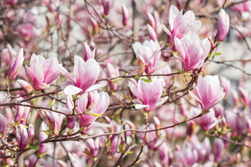 Fototapeta na wymiar pink magnolia blossom. twigs with beautiful tender flowers. 