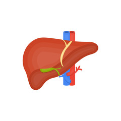 Human organ flat icon, human liver, gall bladder, arteries and veins, anatomy, medicine vector illustration