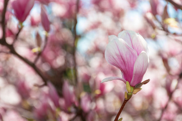 Fototapeta na wymiar buds of pink magnolia blossom. branches with beautiful tender flowers. wonderful springtime background in the garden