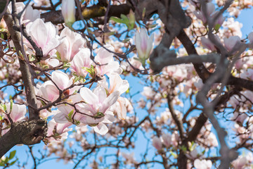 buds of white magnolia blossom. branches with beautiful tender flowers. wonderful springtime background in the garden