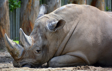 The white rhinoceros or square-lipped rhinoceros is the largest extant species of rhinoceros.  It has a wide mouth used for grazing and is the most social of all rhino species © Daniel Meunier