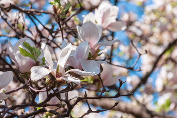 buds of white magnolia blossom. branches with beautiful tender flowers. wonderful springtime background in the garden