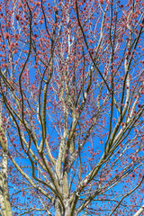 Pink blossoms on tree against clear blue sky