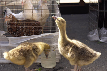 Small goslings drink water from a glass jar on the farm market.