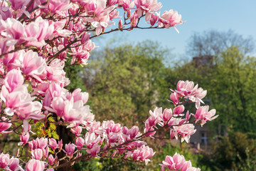 pink magnolia blossom. twigs with beautiful tender flowers. wonderful springtime scenery in the park 