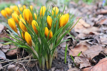 crocus in spring