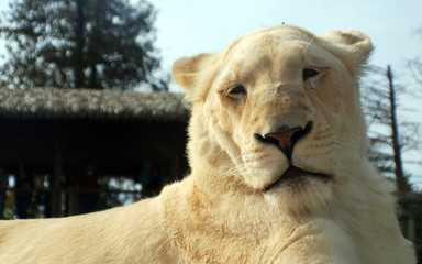 White lion is a rare color mutation of the lion. Until 2009 when the first pride of white lions was...