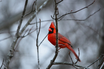 Cardinal perched on a branch