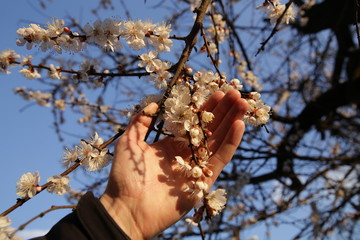  blooming tree branch in carefully laying hand against the blue sky