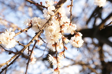  Flowers on the branches of a tree in spring against a blue sky with a soft blur of focus