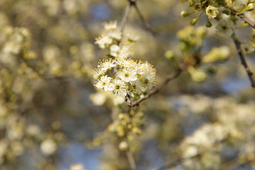 White flowers on a tree in spring with a soft blur of focus