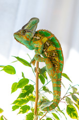 Veiled chameleon hanging in ficus