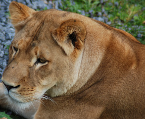 The lion is one of the four big cats in the genus Panthera, and a member of the family Felidae....