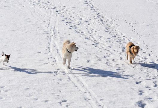 Meeting three dogs for a walk in the winter. Golden Retriever, Akita Inu and Jack Russell Terrier met, running across a snowy field. Funny dogs for a walk on a sunny day. Three dogs run alongside.
