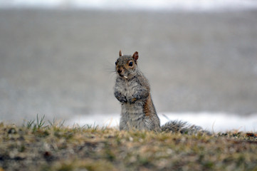 Squirrel eating grass