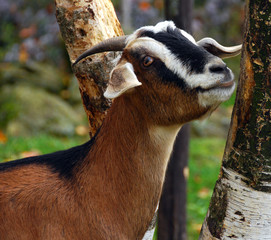 The domestic goat (Capra aegagrus hircus) is a subspecies of goat domesticated from the wild goat...