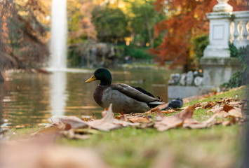 Pato en el Parque del Retiro, Madrid