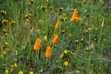California Poppy (Eschscholzia californica) on a cloudy moody day with petals closed in vibrant orange